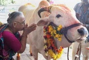 国产牛牛,探寻中国牛肉产业的崛起之路  第3张