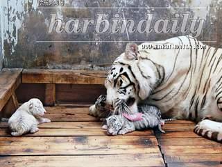 国产白虎一区,探寻东方武侠的传奇魅力  第2张